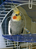 ピーちゃん