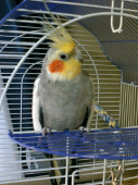 ピーちゃん