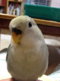 クララ