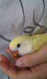 ぴこちゃん