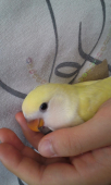 ぴこちゃん