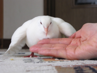 サボテンの花 さんのプロフィール とりっち インコなど鳥の日本最大級sns