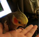 ハレ