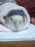 とりきち