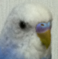 鳥の雑談 挨拶 インコのにおい とりっち インコなど鳥の日本最大級sns
