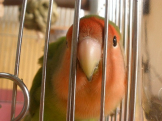 やまびこ