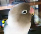 ぷーちゃん