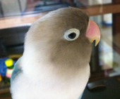 ぷーちゃん