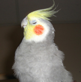 ぺこ