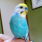 ぴーぼうや