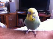 ぴっぴ