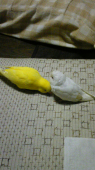 mie