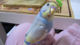ぴーちゃん