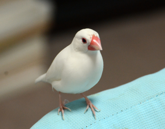 コリアンダーさんのプロフィール とりっち インコなど鳥の日本最大級sns