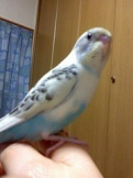 ローズ