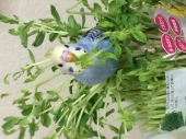 たまっち
