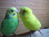ツリー