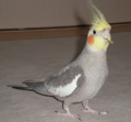 リック