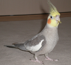 リック