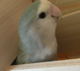 あるてぃな