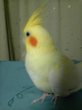 しろちい