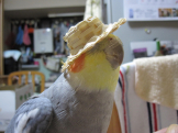 ノエル