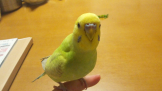 きよこ