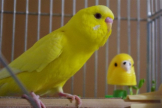 ぴーすけ