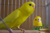 ぴーすけ