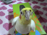 げん