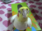 げん