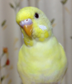 みいたん
