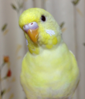 みいたん