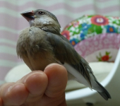 ちゃんおい