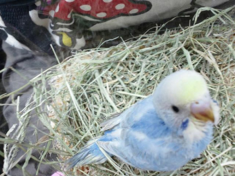 鳥の健康 えさ セキセイのヒナの肥満 とりっち インコなど鳥の日本最大級sns