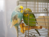 よつば