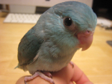 birdgrass
