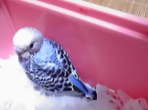 やなぎん