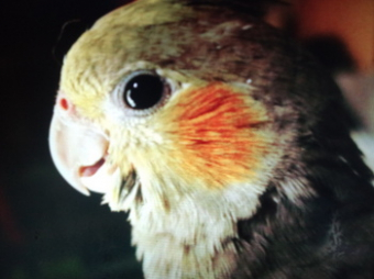 鳥の病気 病院 オカメインコの雛 5 3生まれ が挿し餌を食べてくれません とりっち インコなど鳥の日本最大級sns