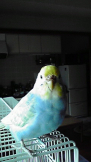 ピーバード