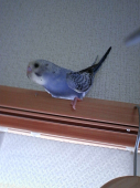 ちゃめろん