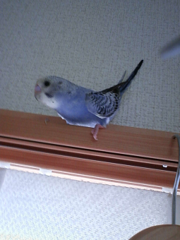 ちゃめろん