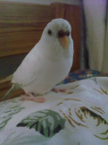 まいこ