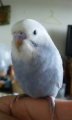 じゃこび