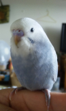 じゃこび