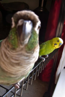 鳥の飼い方 生活 ウロコインコのボディーランゲージとウロコ語について とりっち インコなど鳥の日本最大級sns