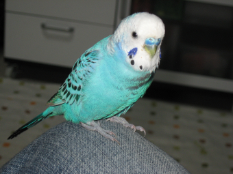 鳥の飼い方 生活 家の壁紙を噛むんですが とりっち インコなど鳥の日本最大級sns