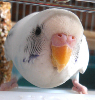 鳥の飼い方 生活 オカメインコのヒナ返りについて とりっち インコなど鳥の日本最大級sns