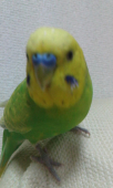 ちこ