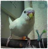 ぺんぺん